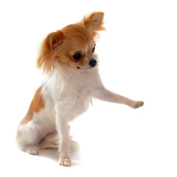 portrait of a cute purebred  puppy chihuahua who giving his paw in front of white background