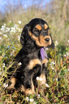 portrait of a puppy purebred english cocker in a field