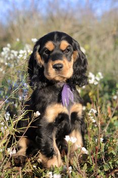 portrait of a puppy purebred english cocker in a field