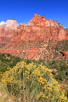 Flowers and mountains of Zion National Park in southwest Utah.