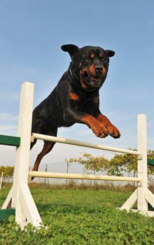 purebred rottweiler jumping in a training of agility