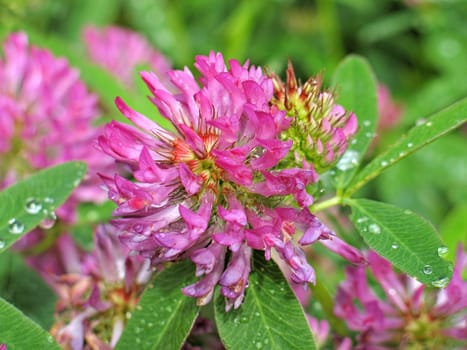 Flower of a clover after a rain