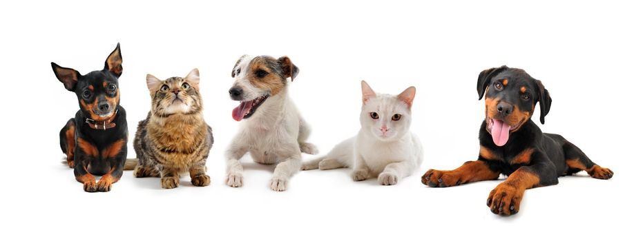 group of puppies and cats on a white background