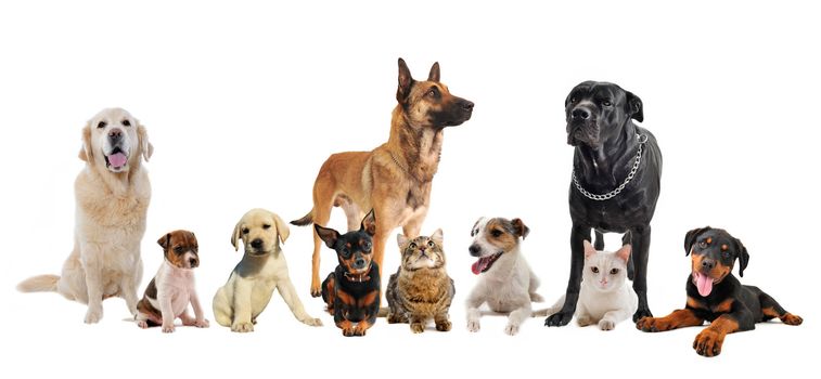 group of dogs, puppies and cats on a white background