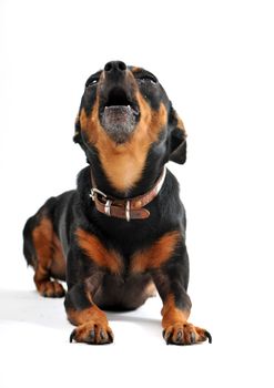 portrait of a barking miniature pinscher on a white background