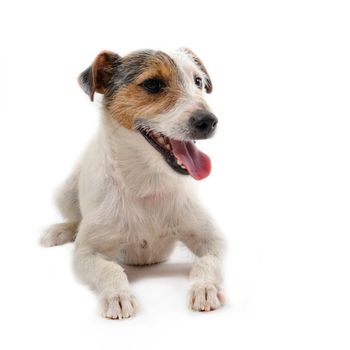 portrait of a puppy purebred jack russel terrier on a white background