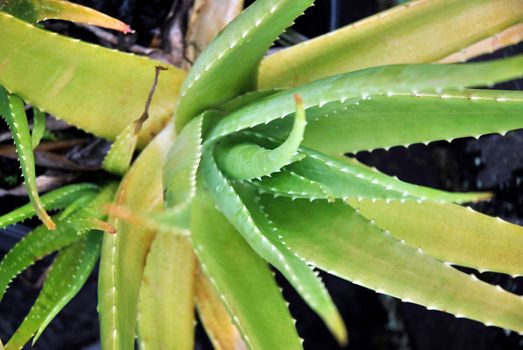 green aloe vera leaves