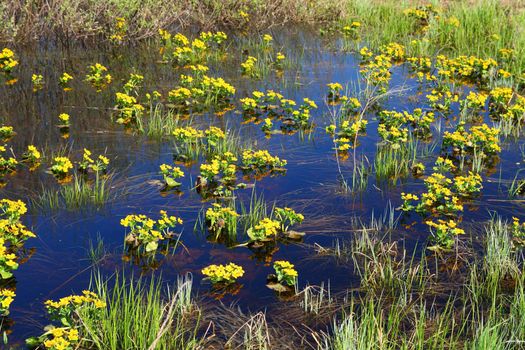 many spring yellow flowers on bog