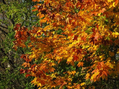 Multicolored maple foliage background in autumn grove