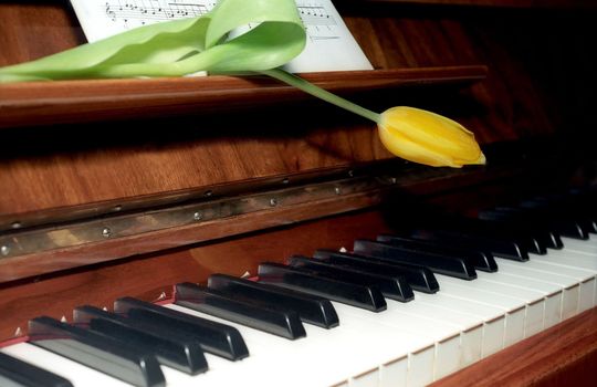 Yellow tulip and sheet music on piano keyboard