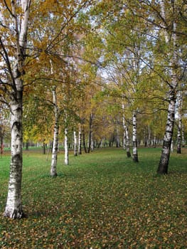 Birch grove in autumn with yellow leaves on the ground