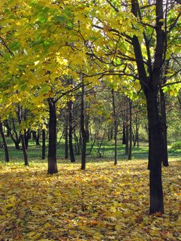 Maple grove in autumn, yellow leaves on the ground