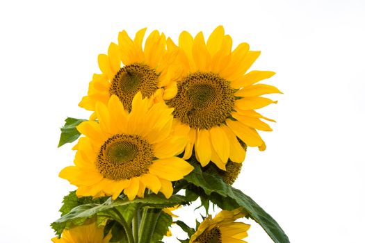 sunflower, isolated