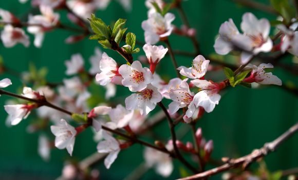 Beautiful Spring Cherry Blossoms and Leafs closeup on Green background Outdoors