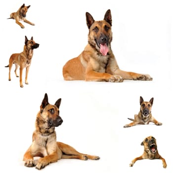 composite picture with purebred belgian sheepdgog malinois on a white background