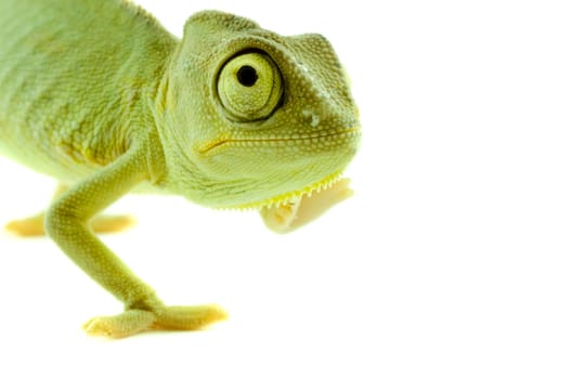 Chameleon on a white background