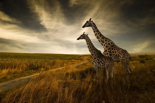 giraffes on nature