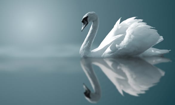 beautiful swan