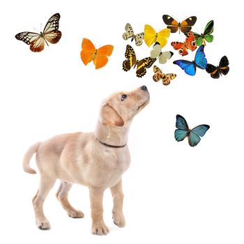  purebred puppy labrador retriever with butterflies in front of white background