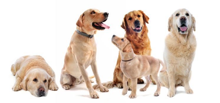 purebred golden retrieverand labrador retriever in front of a white background