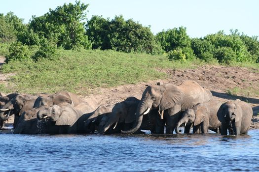 a group of elephant in their natural habitat