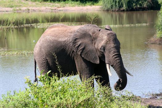 a group of elephant in their natural habitat