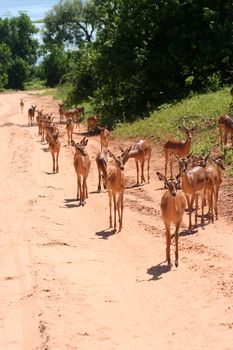gazelles in Africa 