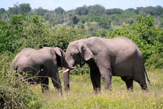 a group of elephant in their natural habitat