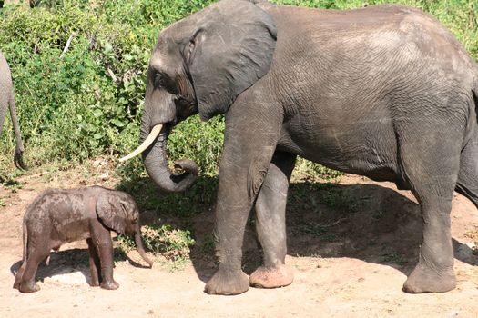 a group of elephant in their natural habitat