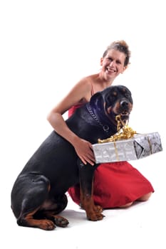 purebred rottweiler sitting with gift and woman in a red dress