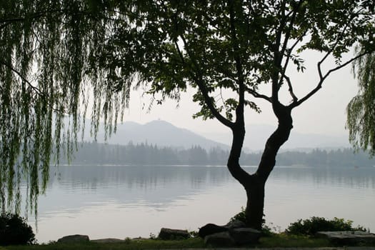 A tree silhouette shows a tragedy with views of the lake.