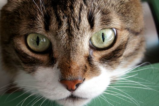 Cat saw bird through the window