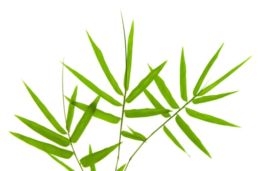 Bamboo leaves on white background