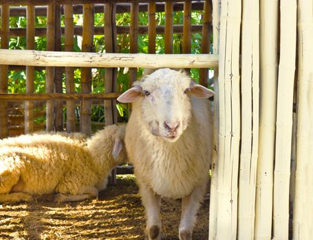 2 sheep trapped in the stall waiting for food