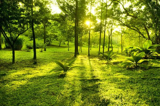 Green trees in park, a morning view with backlight
