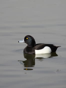 Picture of a black duck swimming in a lake