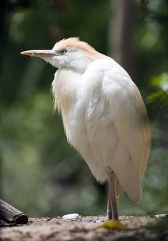 Picture of a beautiful water bird