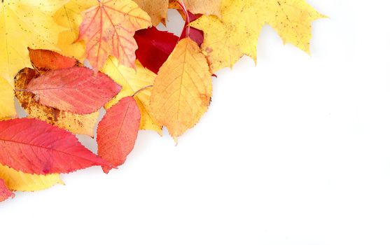 red and yellow autumn leaves frame with space for your text