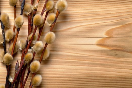 Easter pussy willow branch on wooden table background. Top view
