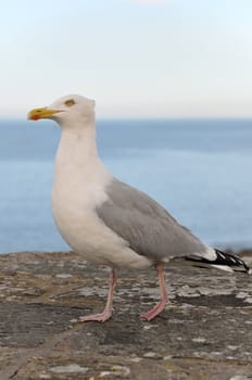 Seagull with the sea and a blue sky