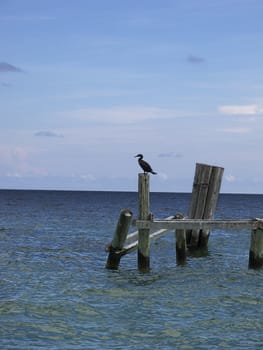 black bird resting on a wooden pier