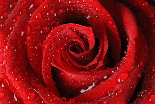 red rose in water drops, macro photo