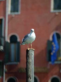 Seagull is watching at something or someone coming.