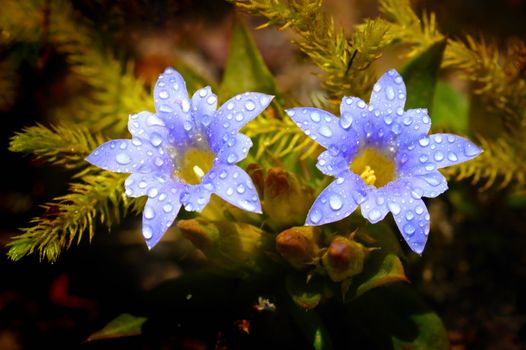 Gentiana laptoclada in rainforest, Thailand.