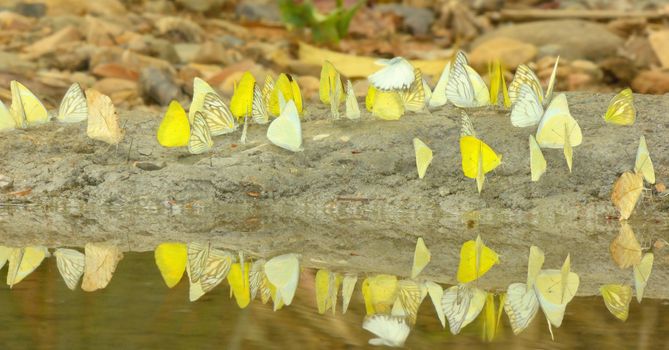 Butterflies flying around the salt marsh in rainforest, Thailand.