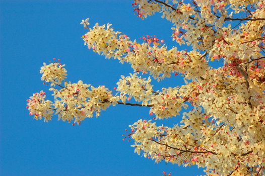 Cassia bakeriana Craib in sunny day in forest Thailand.