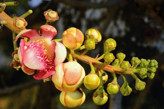 Couroupita guianensis (Sal Tree)whose common names include Ayahuma and the Cannonball Tree. The tree is medium to large deciduous canopy round or oval dense greenish gray brown bark. The groove and splinter into a single sorted circular switch. Clusters at the ends of branches. Oblong to lanceolate, 5-8 cm wide, greenish oval pointed leaves 12 to 25 cm at the base of a shallow or rounded edges shall a thick yellowish pink or red. In the light purple-pink. Very fragrant. A bouquet of flowers is a bouquet of flowers made ??a big stem 30-150 cm long, lean into the bouquet of flowers, the petals 4-6 petals thick short hair bulges like a yellow brush. Long pink stamens is greenish yellow number. Gradually from the base to the flower bloom for months 5-10 cm wide flowers in full bloom.