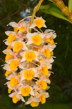 Dendrobium thyrsiflorum Rchb.f., in rainforest Thailand.