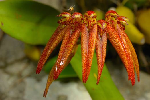 Bulbophyllum Picturatum in rainforest, Thailand.