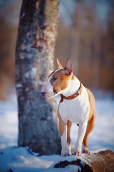 English bull terrier. Thoroughbred dog. Canine friend. Red dog. Bull terrier on winter walk. Dog in park. Dog on walk.